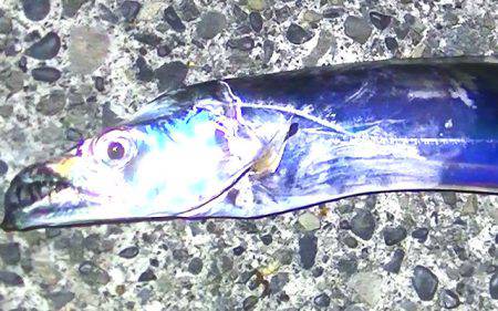 焼津　石津浜でアオリイカ　湾内で太刀魚、タコ、コウイカの釣果